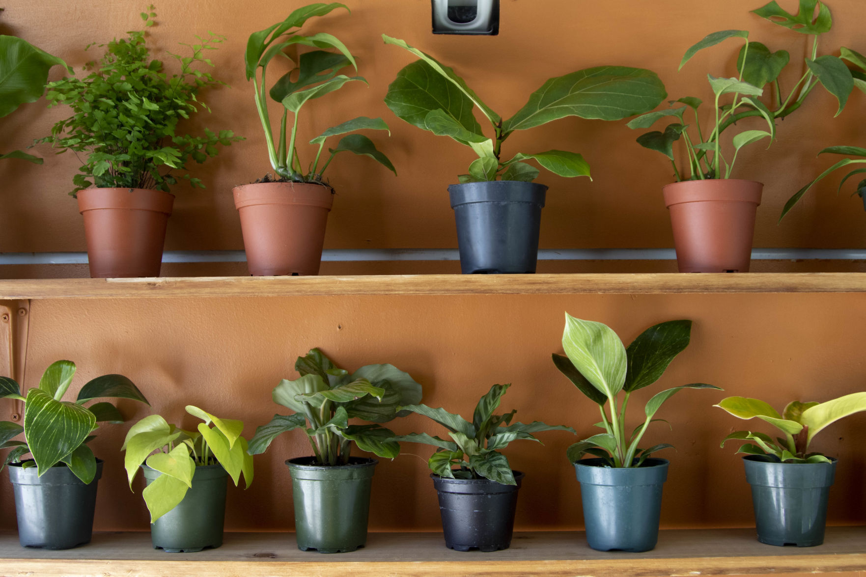 Plants detail
